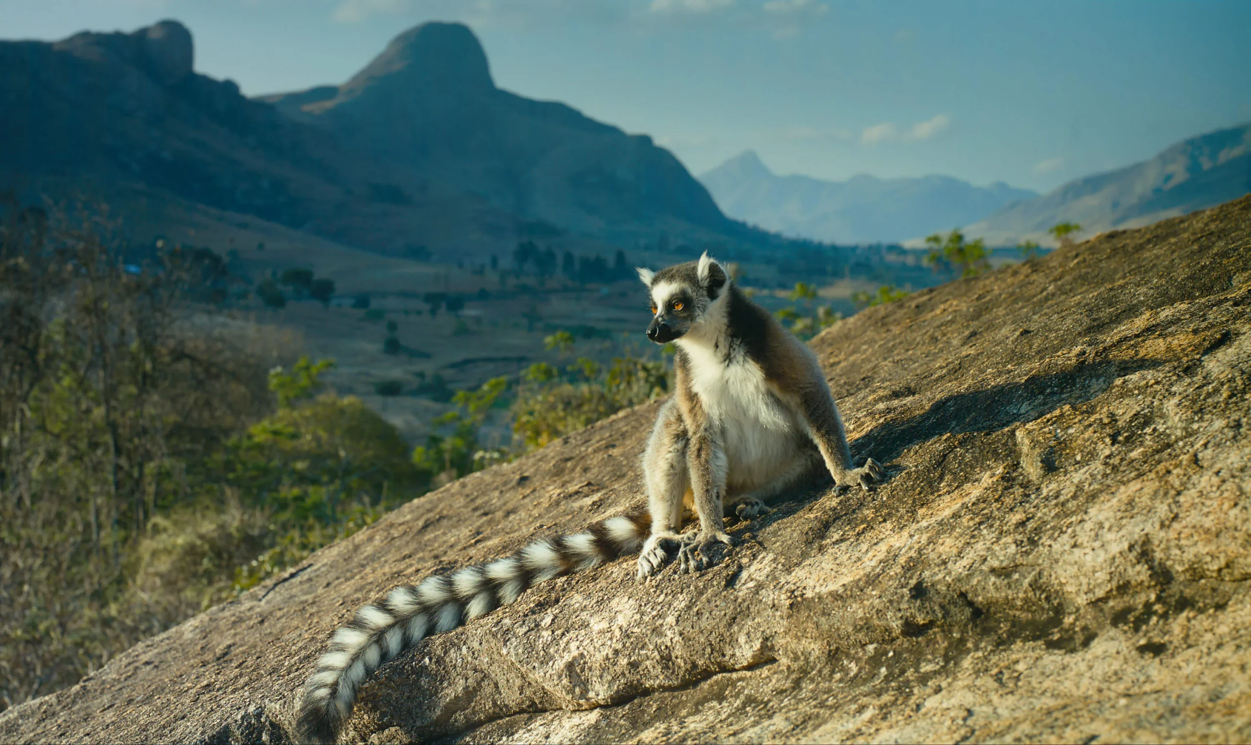 Maki de madagascar